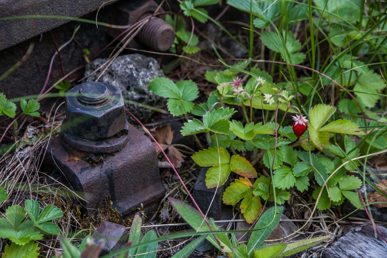 Mutter mag es wenn es um sie blüht und erst Recht wenn den Blüten Süsses entspringt