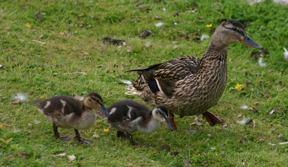 ...Mutter mit 2 Kindern....