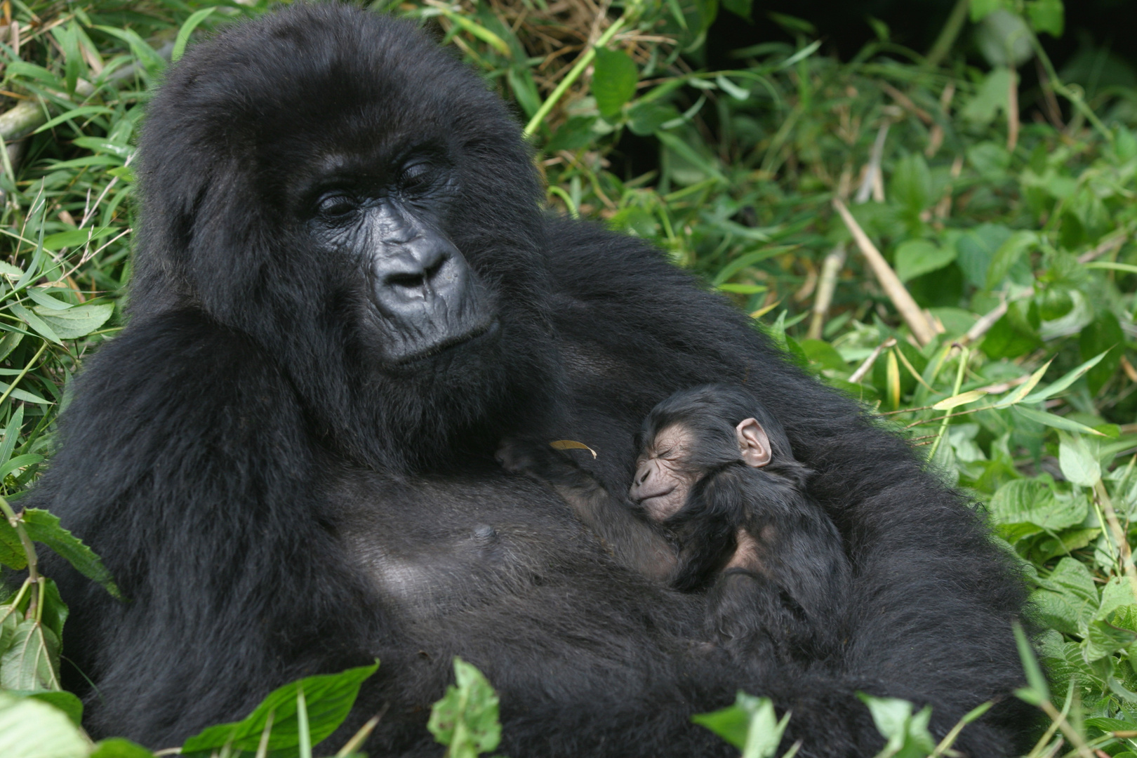 Mutter mit 3 Tage jungen "babyboy", Rwanda, Virunga Nationalpark