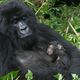 Mutter mit 3 Tage jungen "babyboy", Rwanda, Virunga Nationalpark