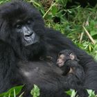 Mutter mit 3 Tage jungen "babyboy", Rwanda, Virunga Nationalpark