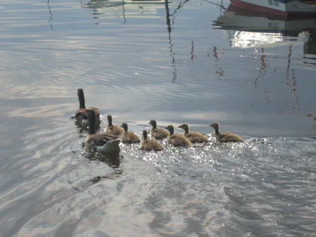 Mutter mit Baby Enten