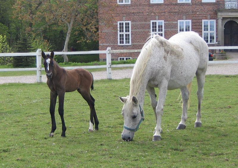 Mutter mit Hengst-Fohlen