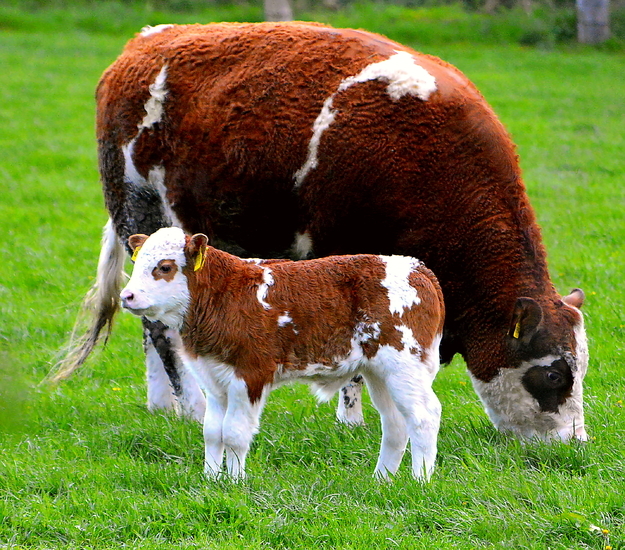 Mutter mit ihrem kleinen Kalb 