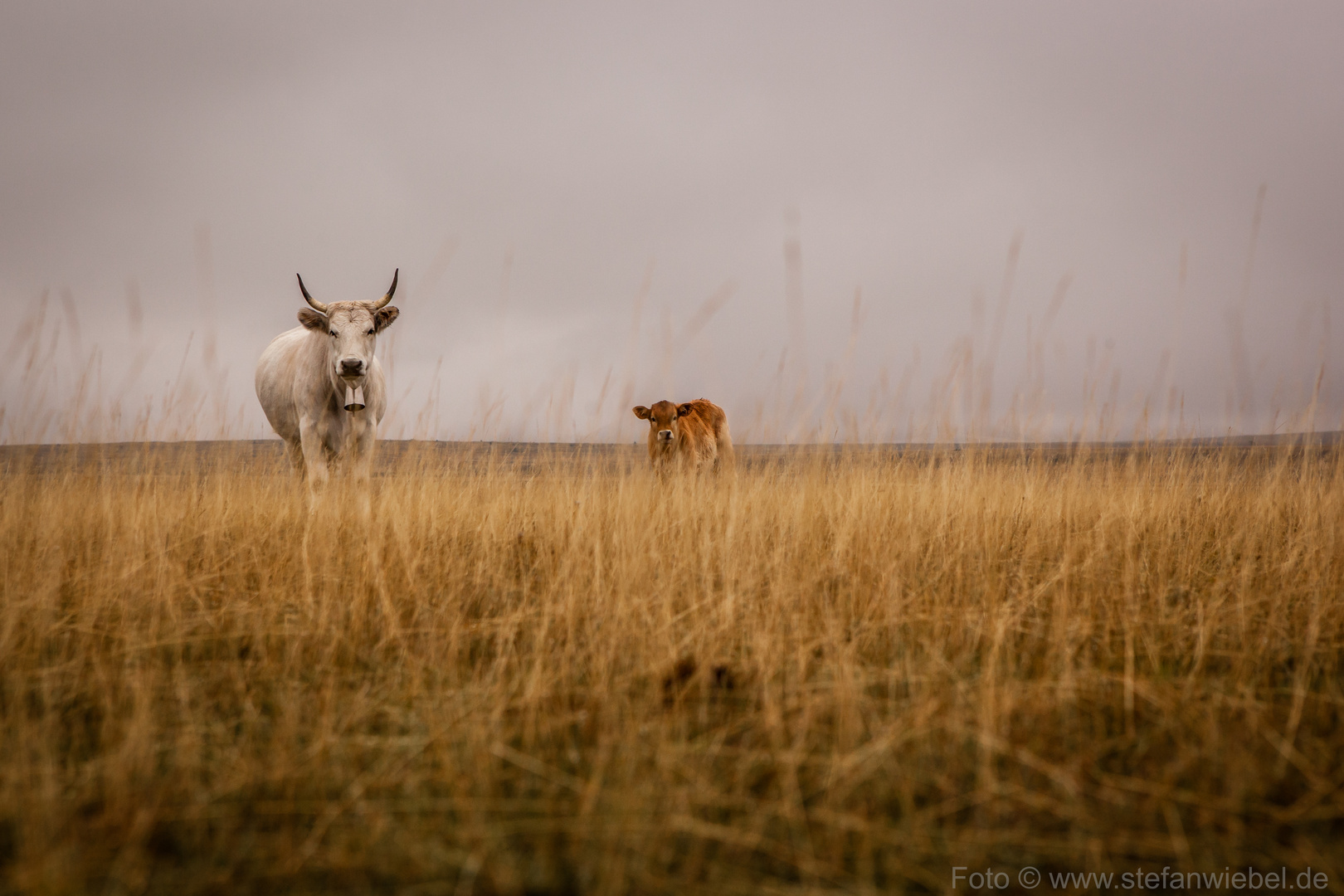 MUTTER MIT KALB