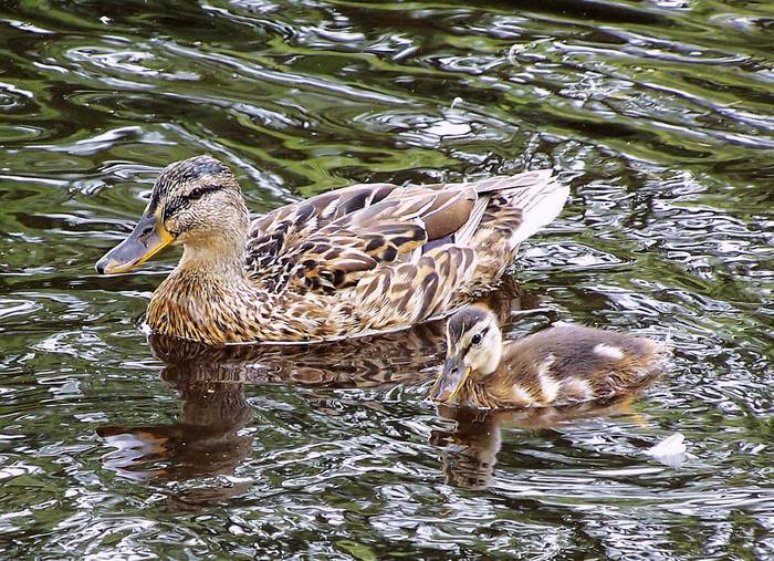 Mutter mit Kind