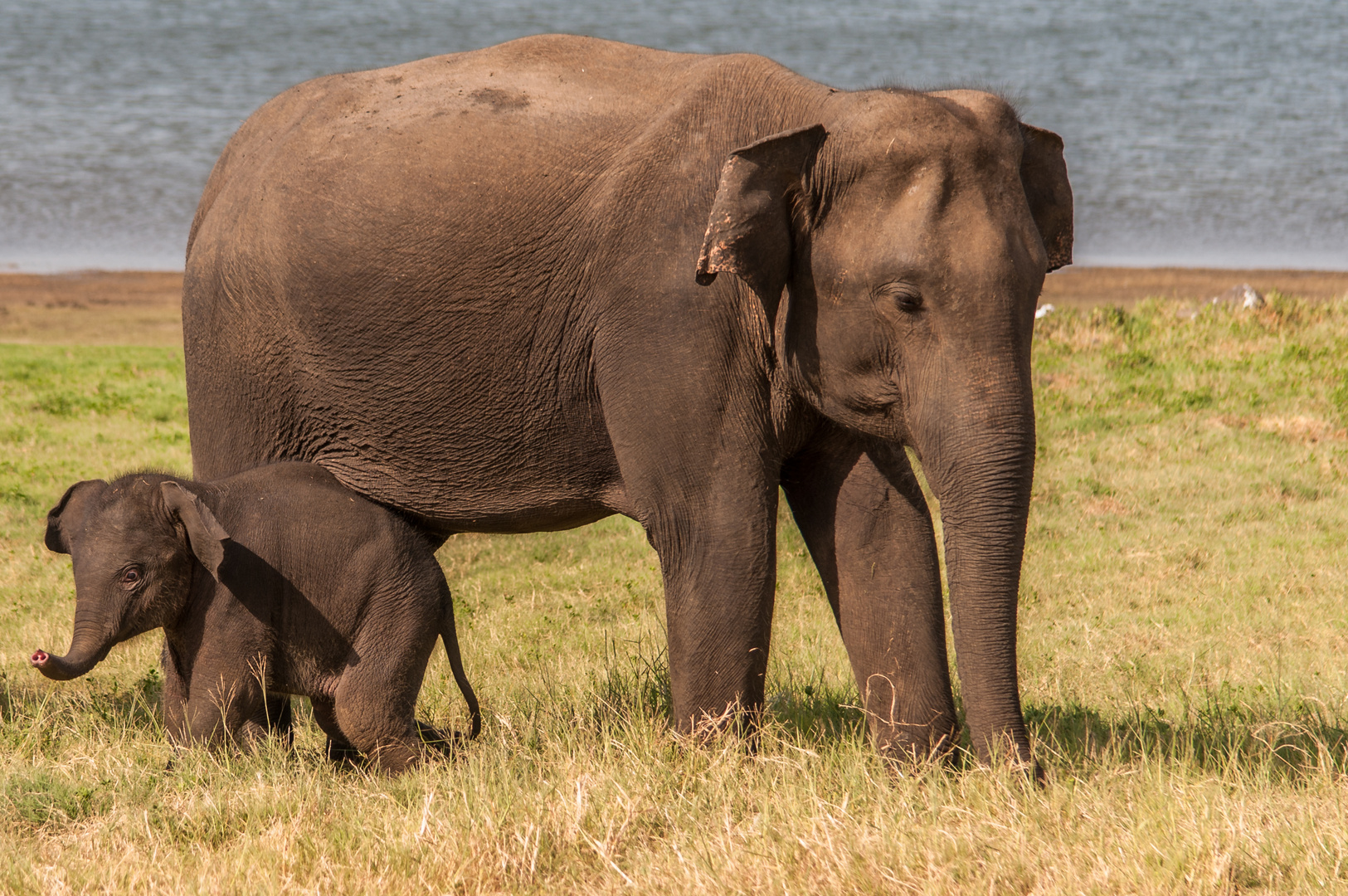 Mutter mit Kind im Minnerya Nationalpark