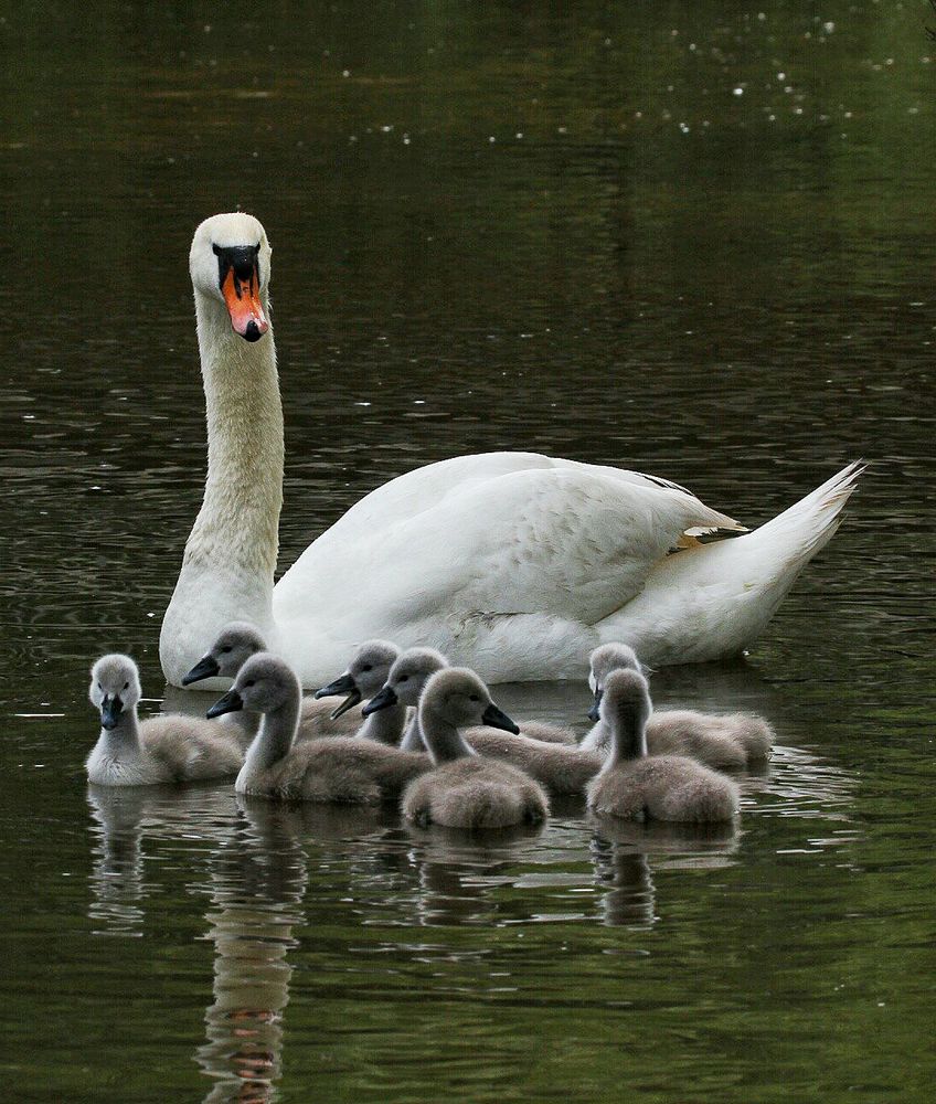 Mutter mit Kindern