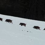 Mutter mit Kindern im schrägen Schweinsgalopp