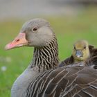 Mutter mit Küken im Gefieder