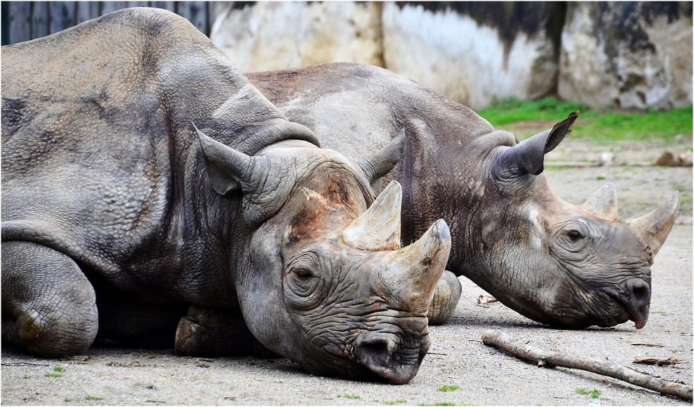 Mutter "Nane" mit Tochter "Nabila" im Krefelder Zoo