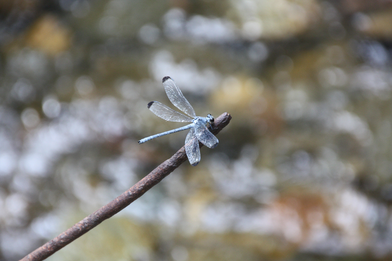 mutter natur