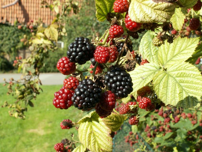 "Mutter Natur" deckt im Herbst den Tisch