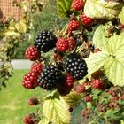 "Mutter Natur" deckt im Herbst den Tisch