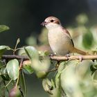 Mutter Neuntöter bringt ein Leckerchen