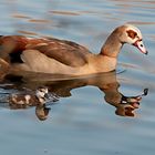 Mutter Nilgans mit Kind