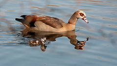 Mutter Nilgans mit Kind