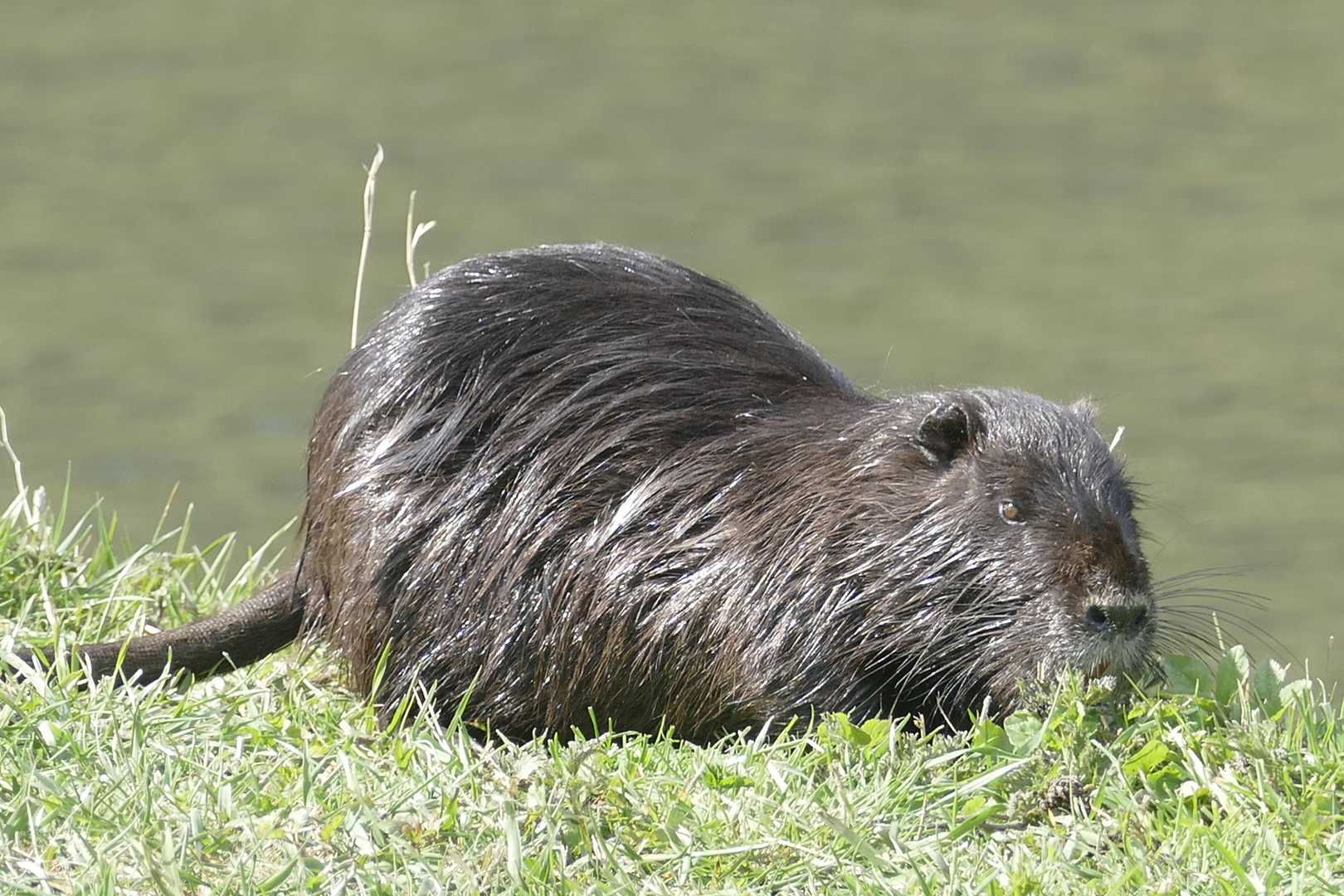 Mutter Nutria