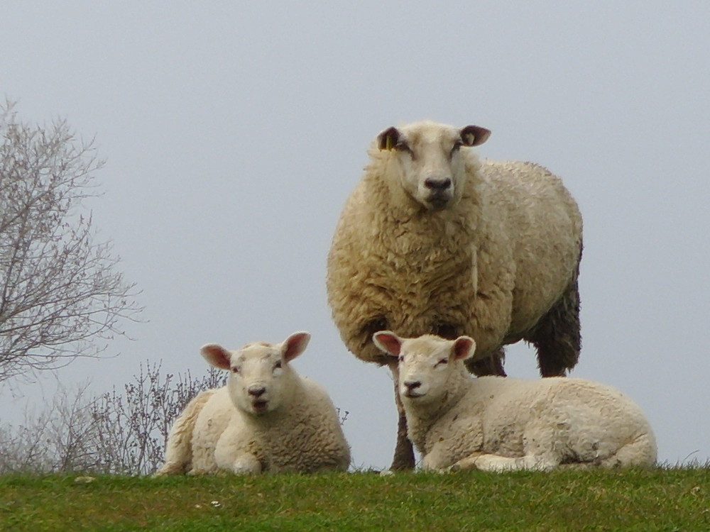 Mutter Schaf mit Nachwuchs