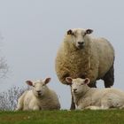 Mutter Schaf mit Nachwuchs