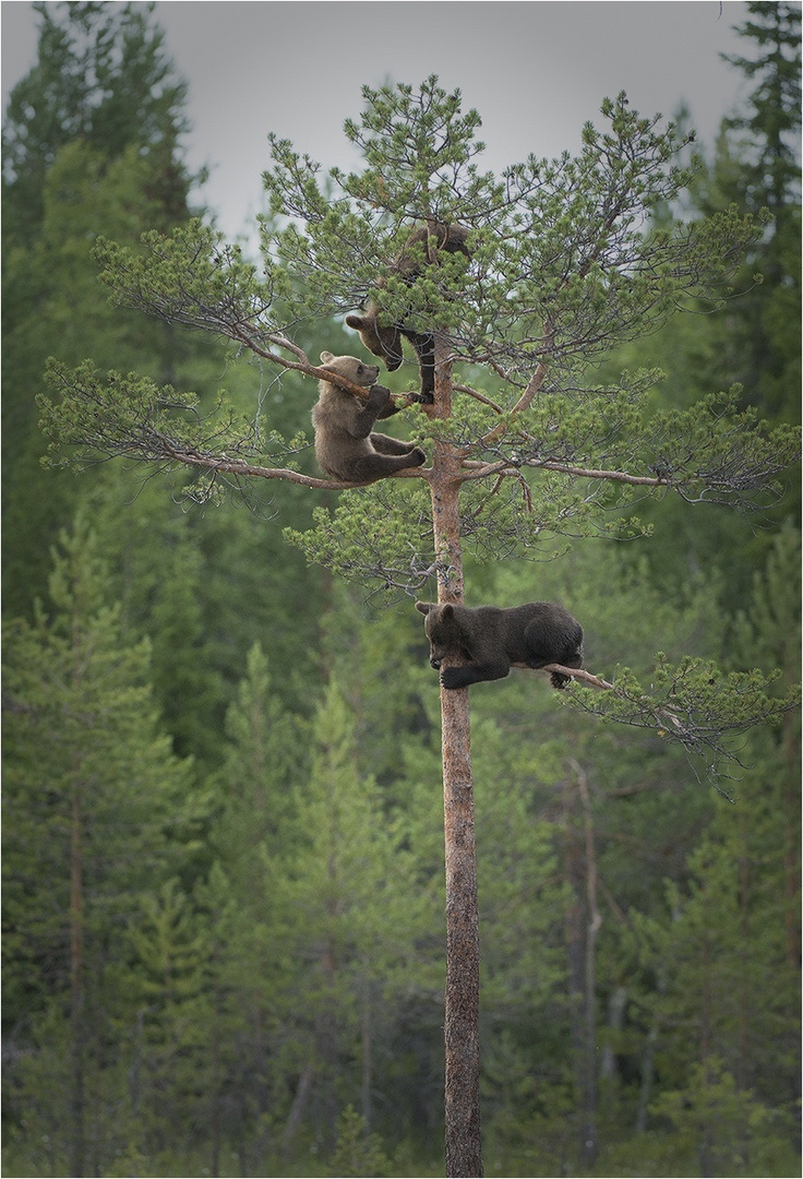 Mutter schickt die Jungen auf den Baum