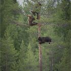 Mutter schickt die Jungen auf den Baum