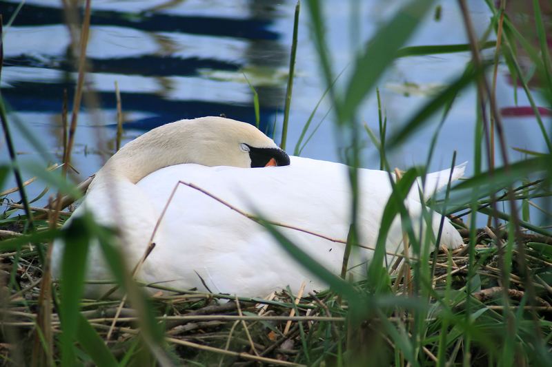 Mutter Schwan beim nickerchen in der Sonne