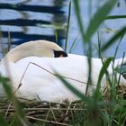 Mutter Schwan beim nickerchen in der Sonne