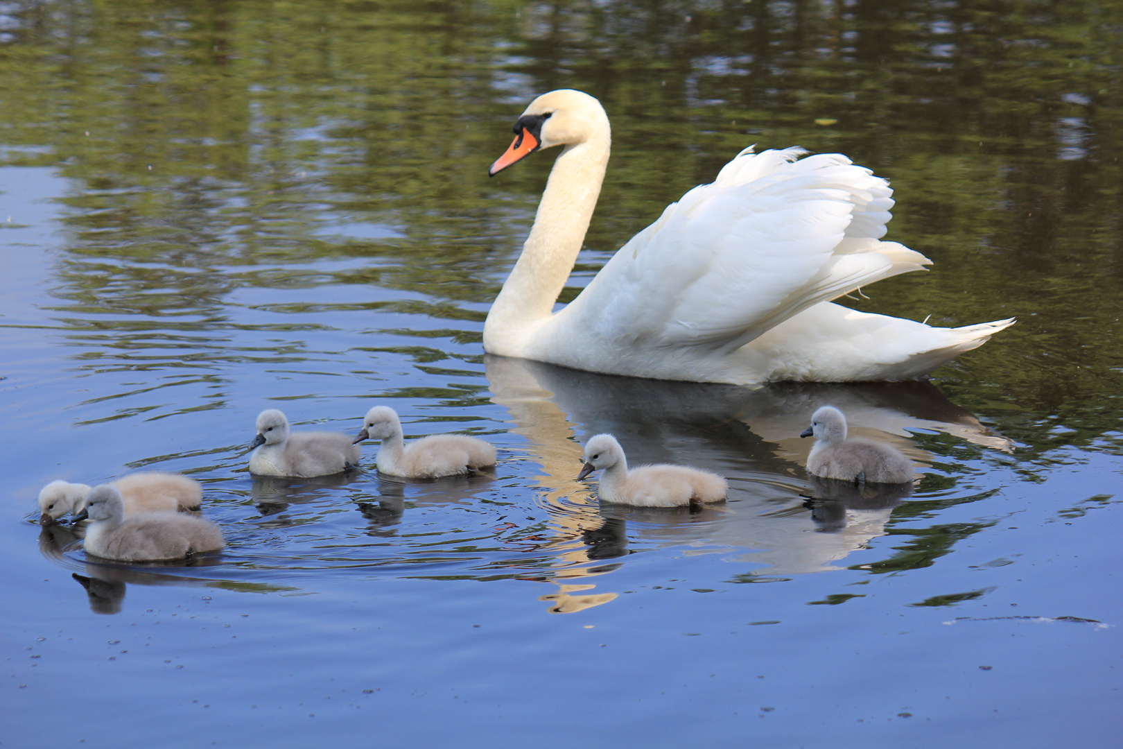 Mutter Schwan mit Jungen.