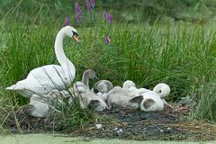 Mutter Schwan mit Nachwuchs