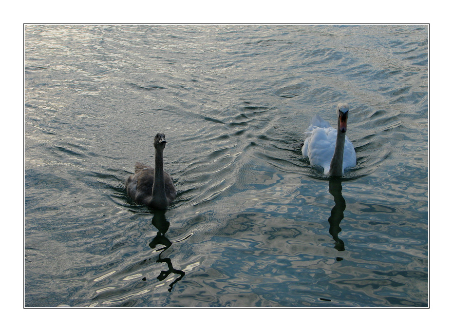 Mutter Schwan mit Nachwuchs