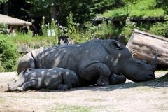 Mutter & Sohn Breitmaulnashorn