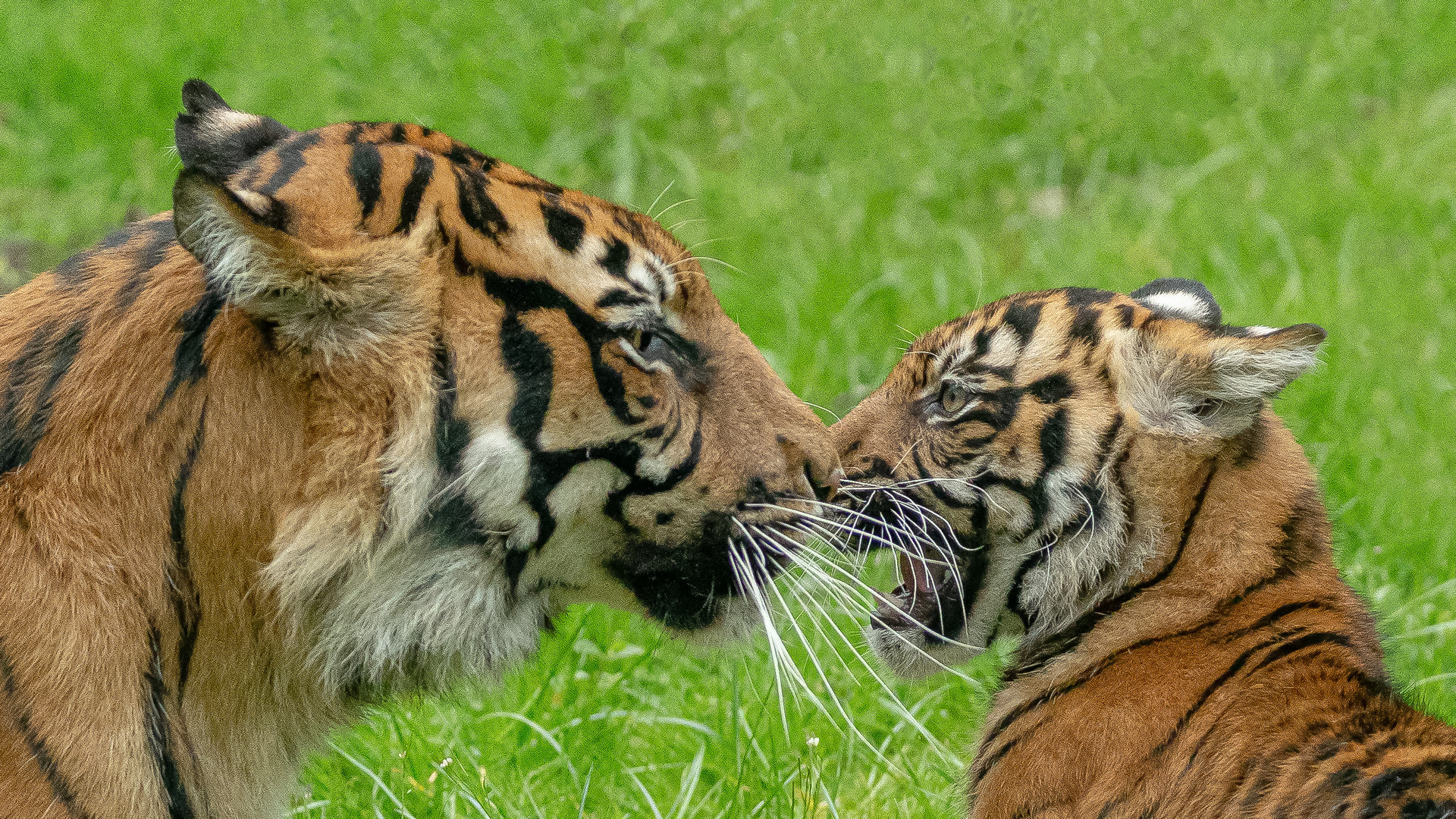 Mutter & Sohn