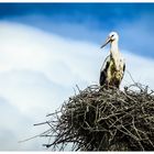 Mutter Storch und ihr Junges