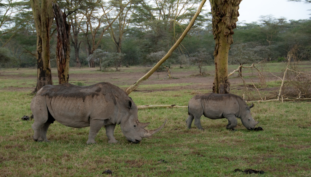 Mutter-Tochter-Nashorn, Kenia