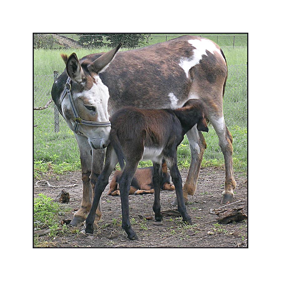 Mutter, Tochter, Ziegenbock