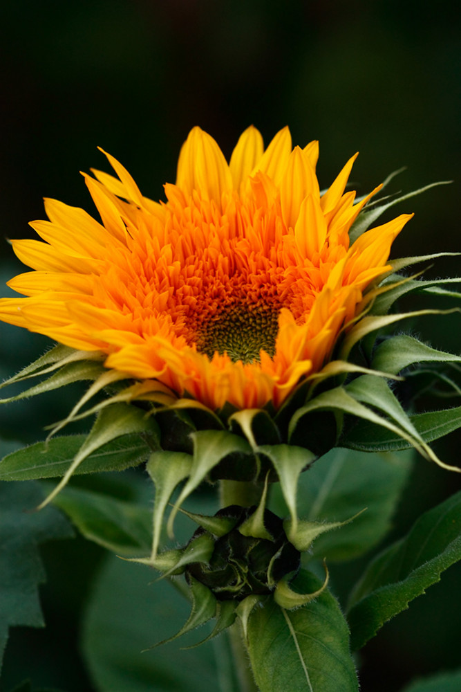 Mutter und Baby. Letzte Gelegenheiten noch Blumen zu fotografieren.