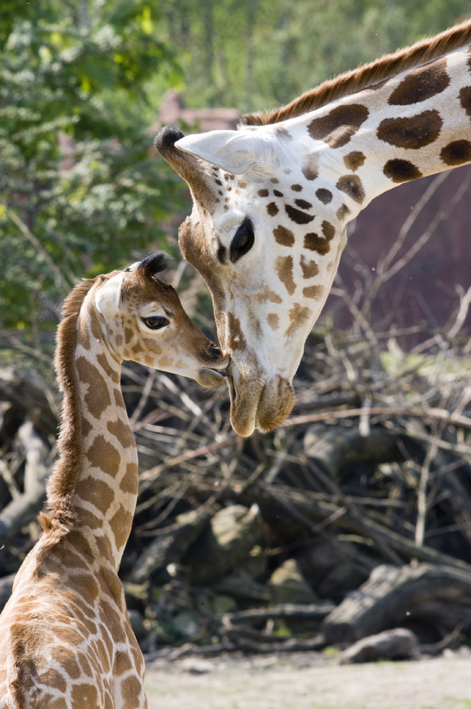 Mutter und Babygiraffe