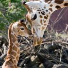 Mutter und Babygiraffe