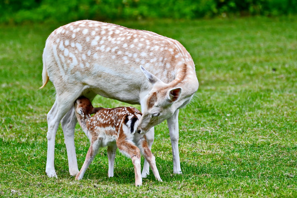 Mutter und Kalb