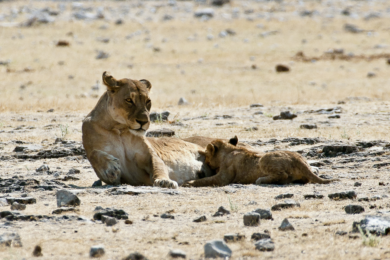 Mutter und Kind 1 - Löwen