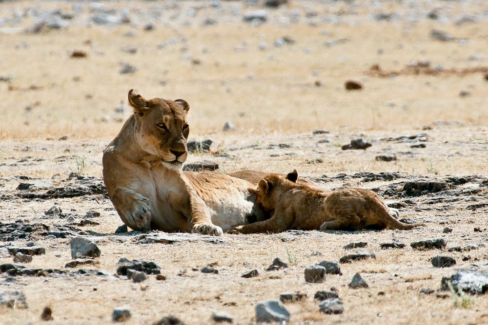 Mutter und Kind 1 - Löwen