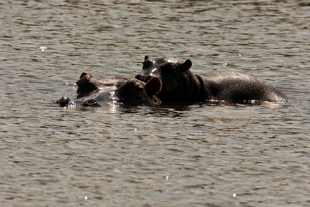 Mutter und Kind 2 - Hippos