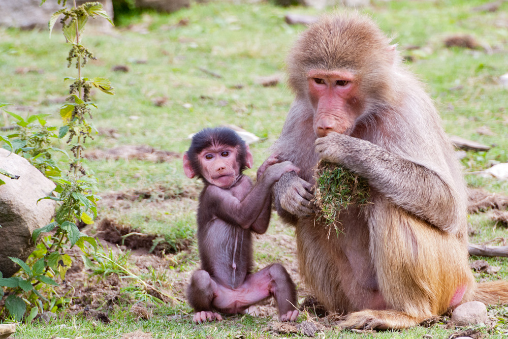 Mutter und Kind aus der Paviangruppe des Osnabrücker Zoos