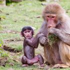 Mutter und Kind aus der Paviangruppe des Osnabrücker Zoos