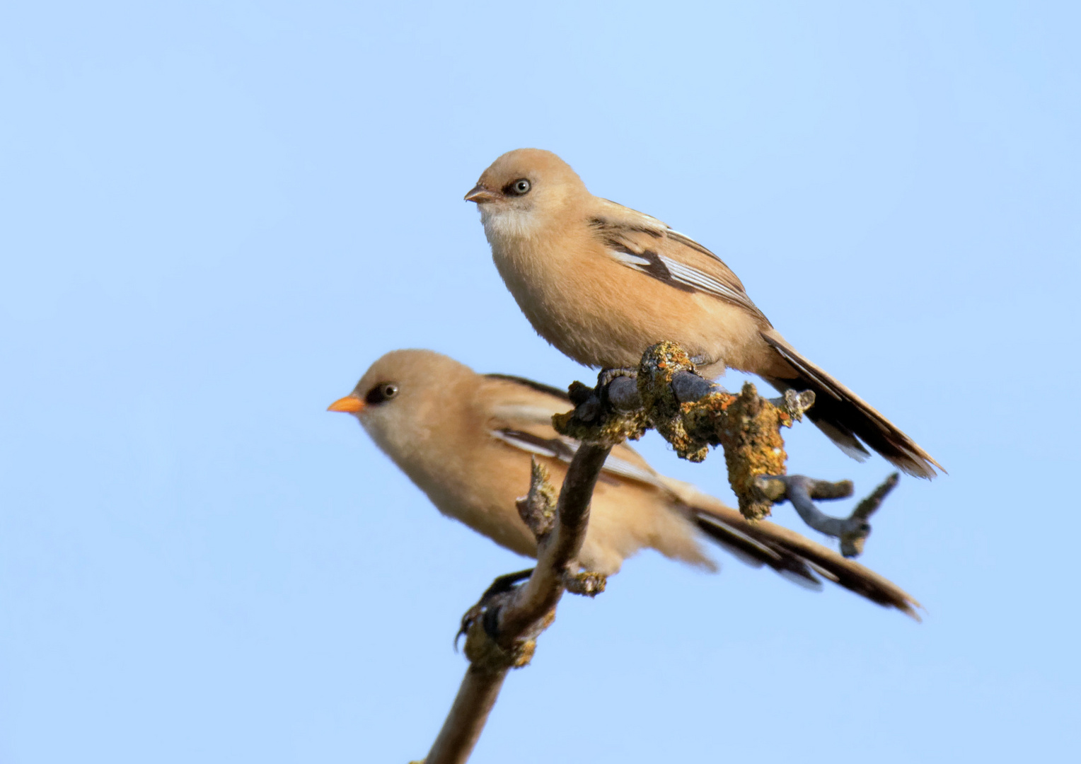 Mutter und Kind,  Bartmeisen (Panurus biarmicus)