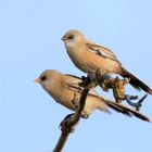 Mutter und Kind,  Bartmeisen (Panurus biarmicus)