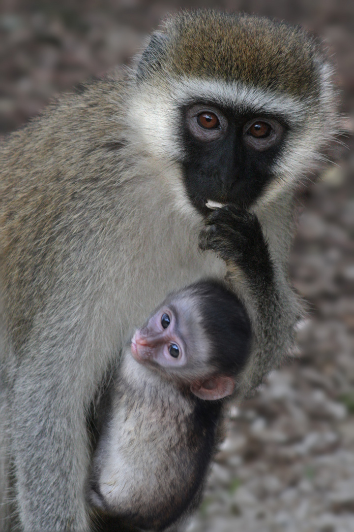 Mutter und Kind der Grünen Meerkatze (Kenia)