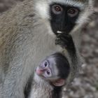 Mutter und Kind der Grünen Meerkatze (Kenia)