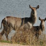 Mutter und Kind Ellipsen-Wasserbock